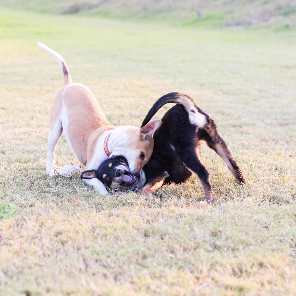 dos perros jugando en la hierba. foto