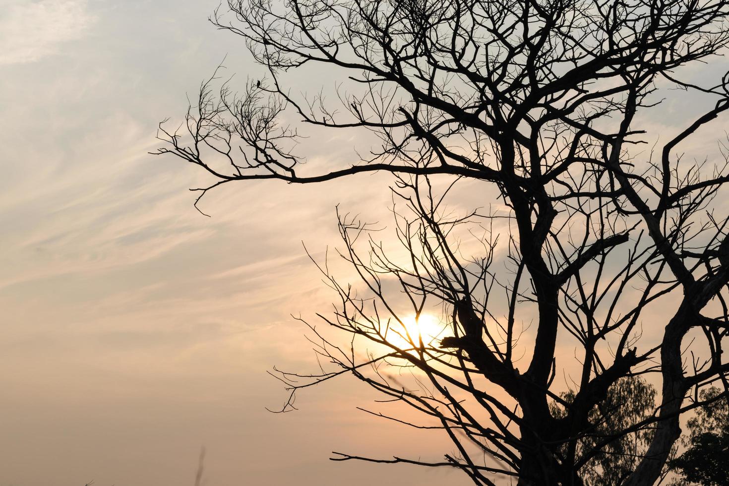 Dead tree with sunlight. photo