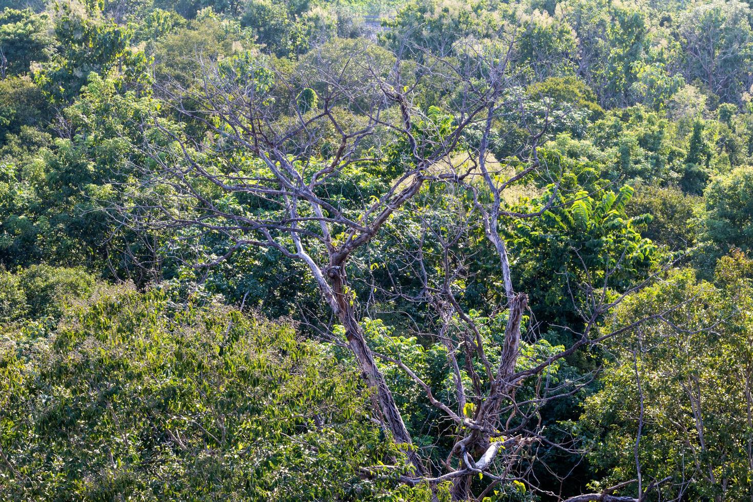 View over the trees in the countryside. photo