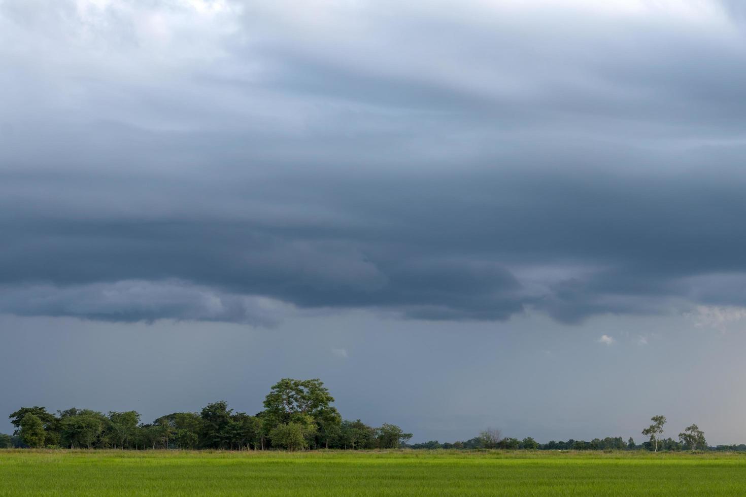 Cloudy view over the green rice fields. photo