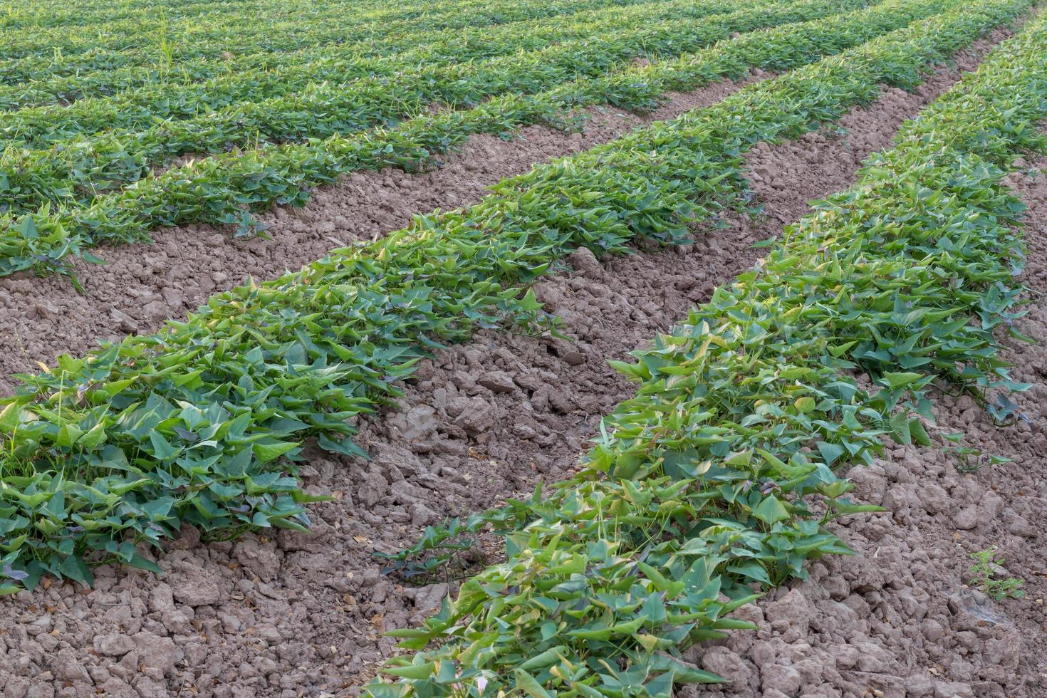 Row crop yam plantations of rural Thailand. photo