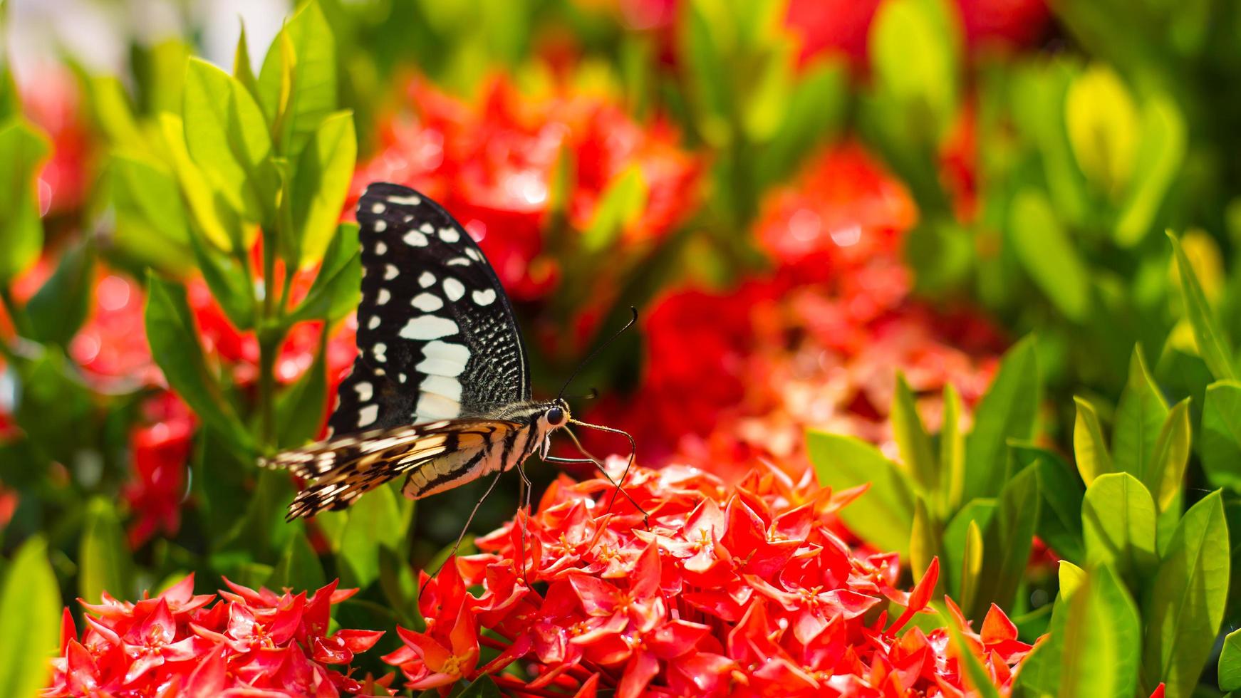 mariposa con espiga de flor roja. foto