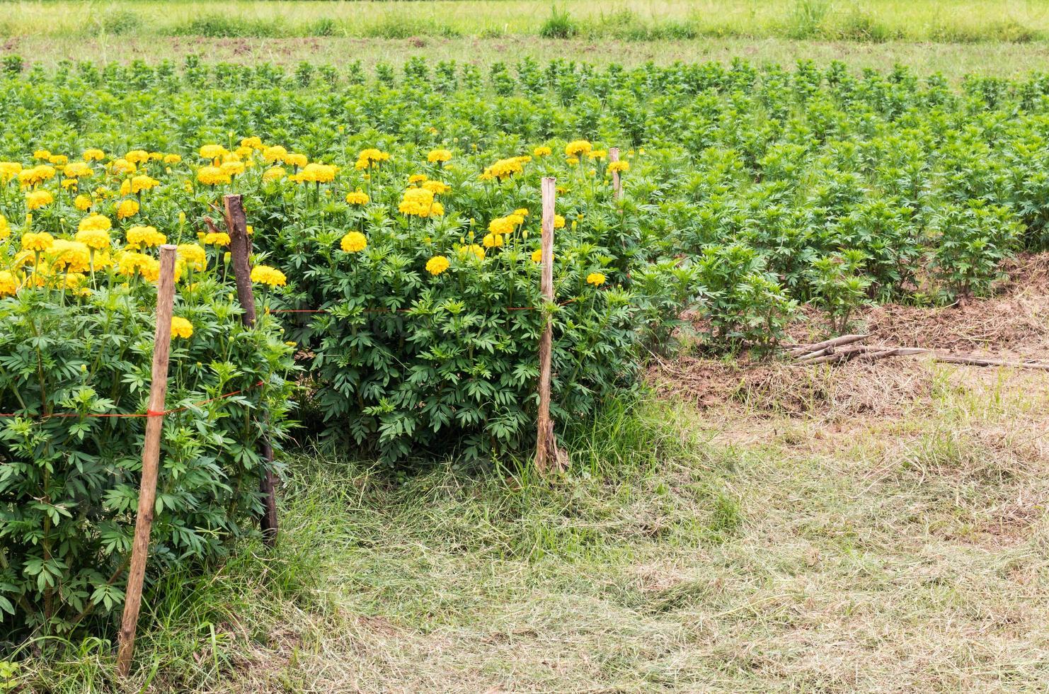 Yellow marigolds beautiful garden. photo