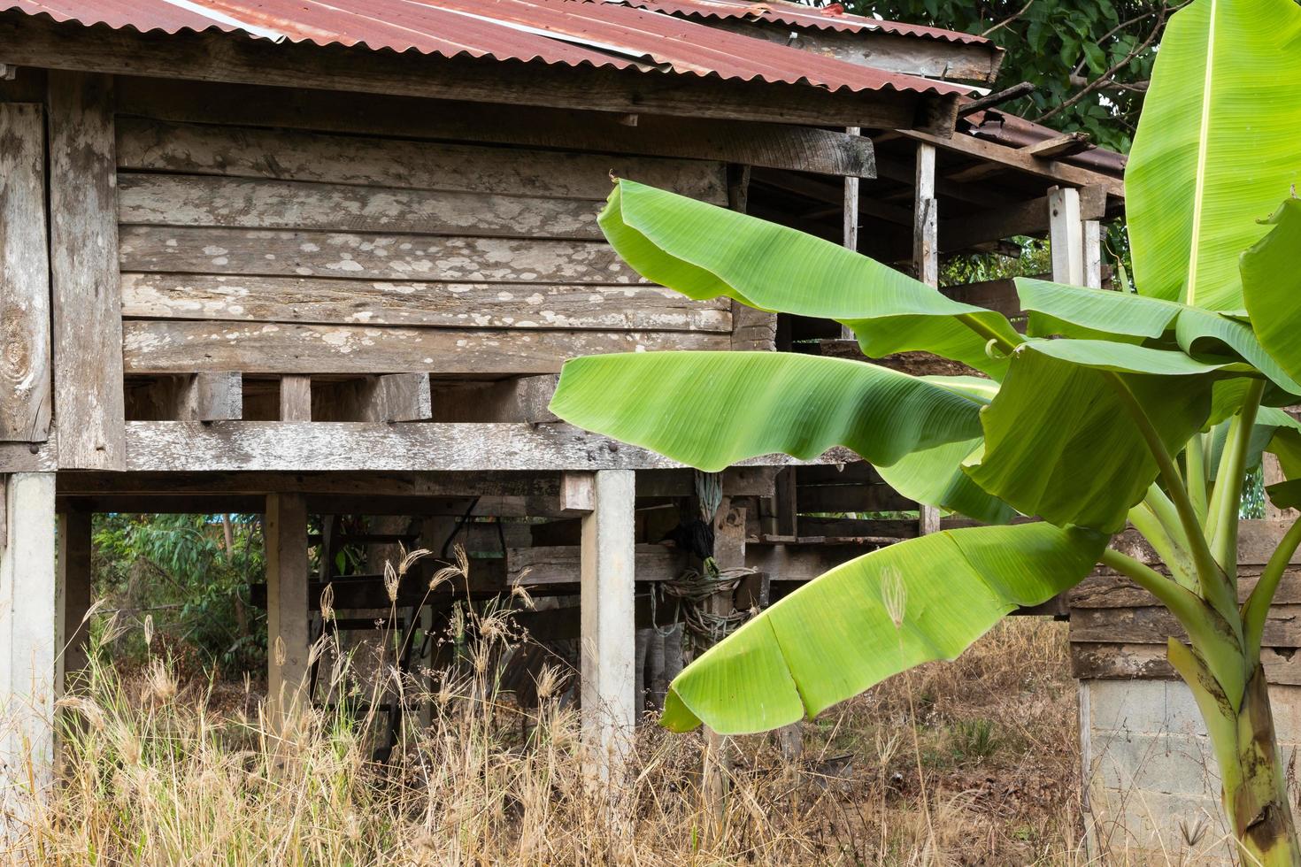 casas antiguas con hojas de plátano. foto