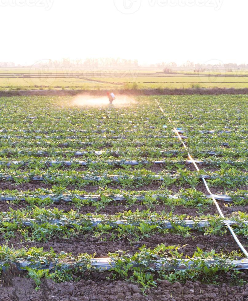 Spraying herbicides to grow watermelons. photo