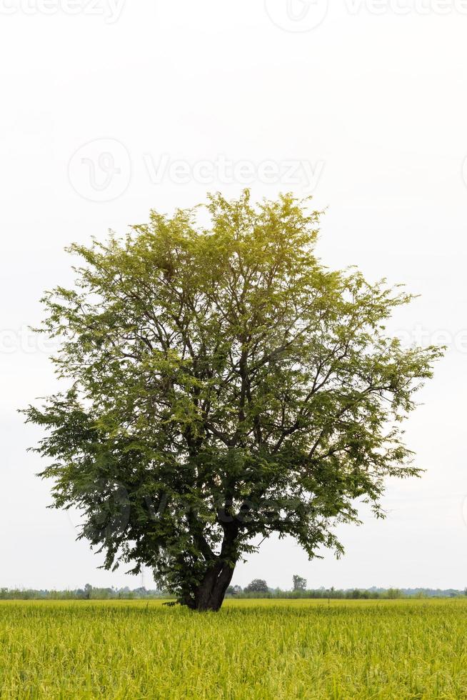 View a lonely tree with green rice. photo