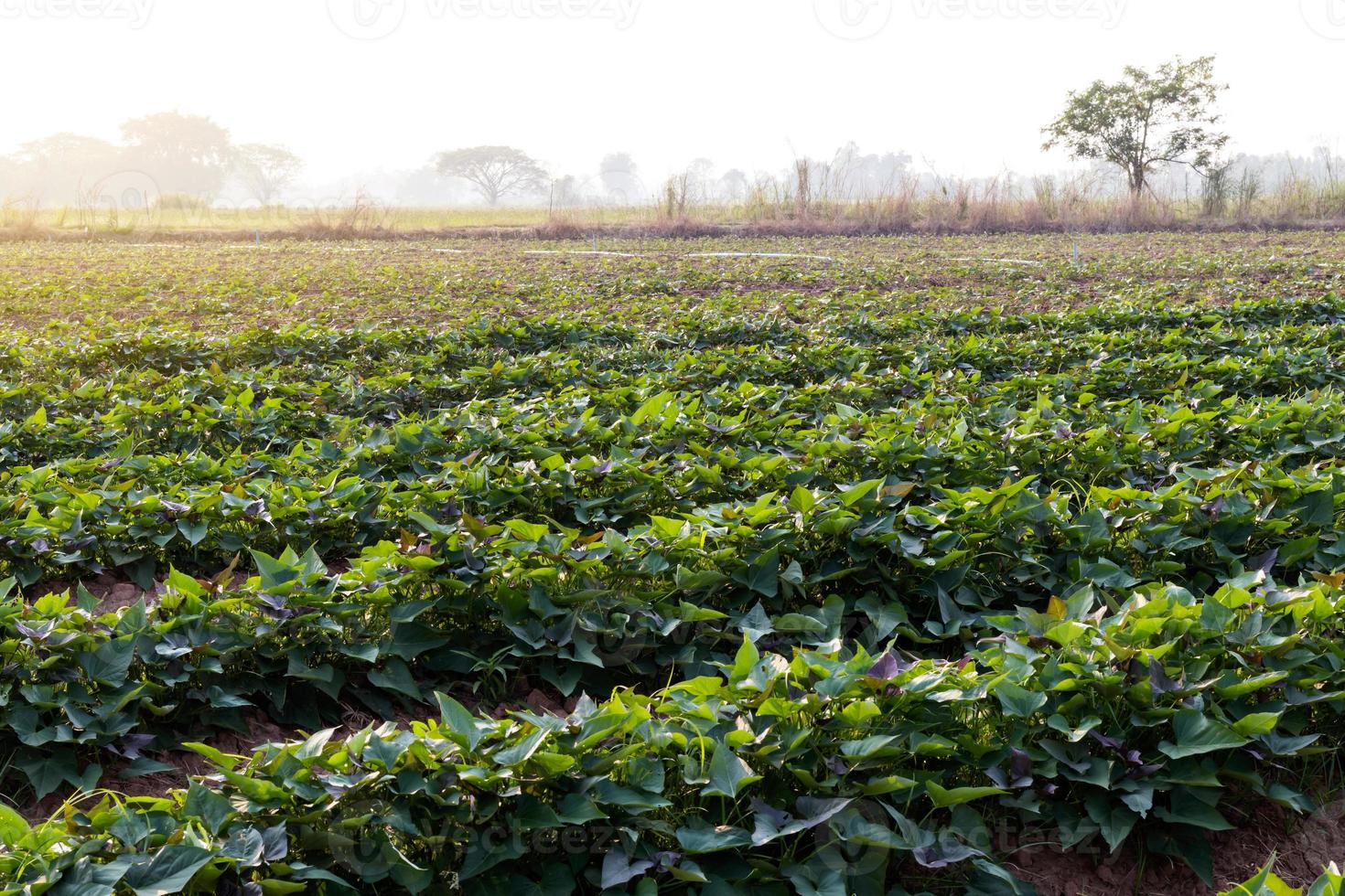 Sweet potato garden in Thailand. photo