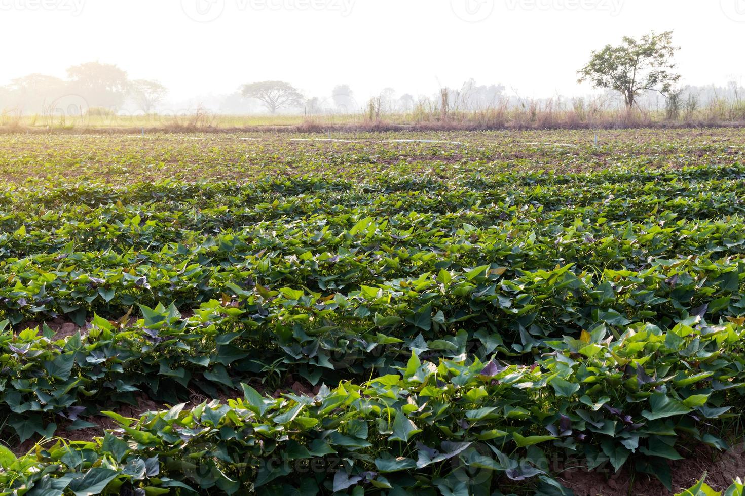 jardín de camote en tailandia. foto