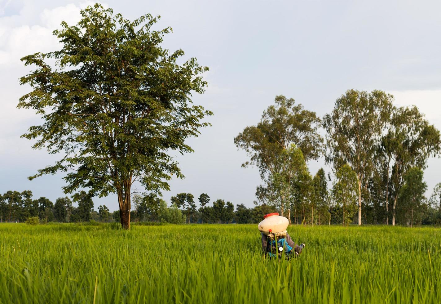 Elderly man is spraying fertilizer in rice fields. photo