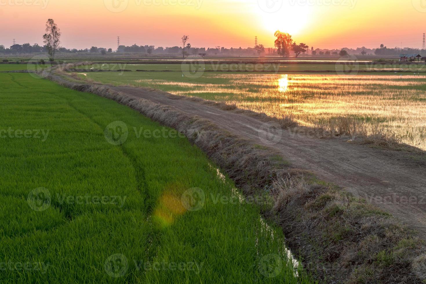 Soil road in rice fields and sunsets. photo