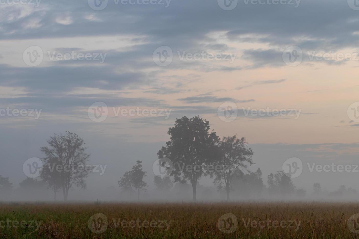 Trees in the morning mist and clouds on the countryside. photo