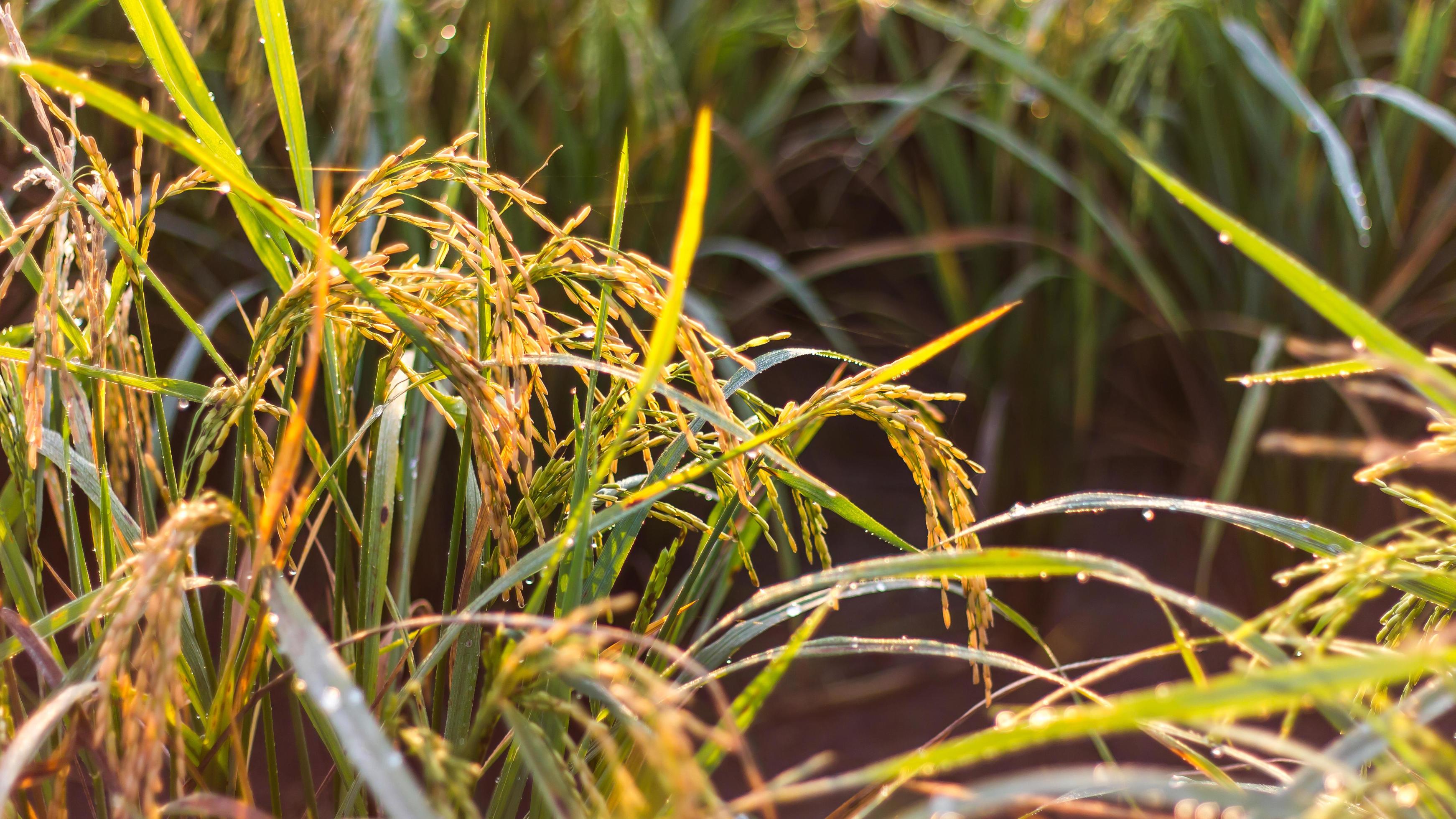 Closegrain rice yellow light. 7556511 Stock Photo at Vecteezy