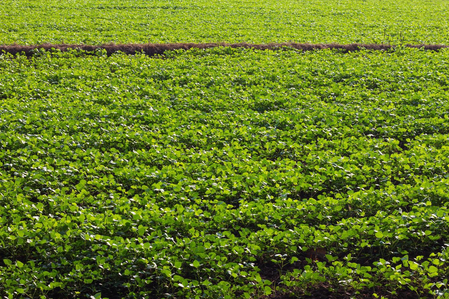 Green bean crops in the fields. photo