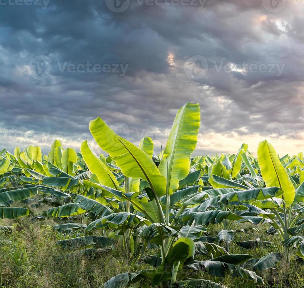 Many banana trees in the clouds overcast. photo