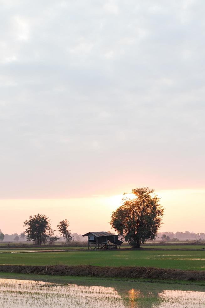 amanecer de la mañana con árboles cerca de la cabaña. foto