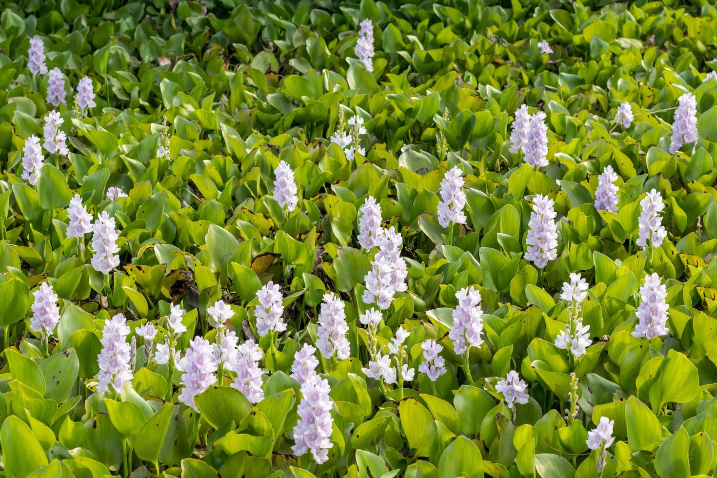 Many purple hyacinth flowers in the countryside. photo