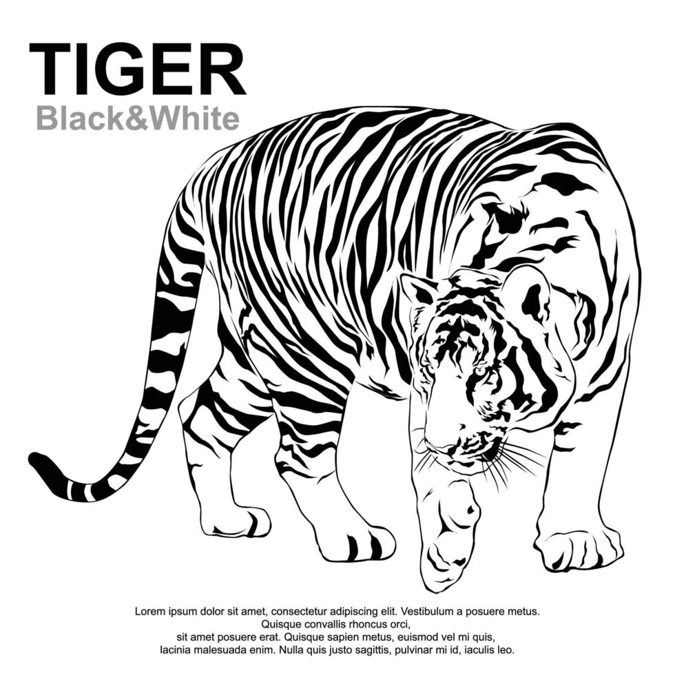 Tiger walking stride, tiger Black and White Victor. vector