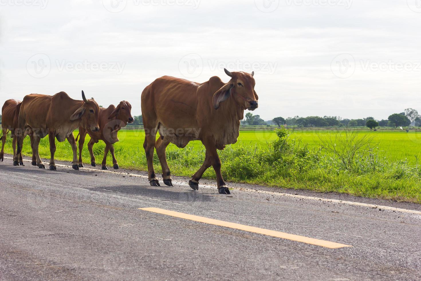 vaca marrón caminando por la carretera. foto