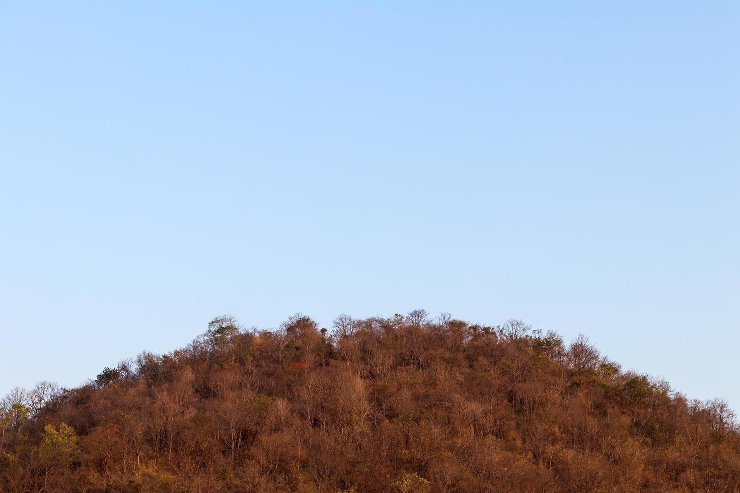 Mountain tree with drought. photo