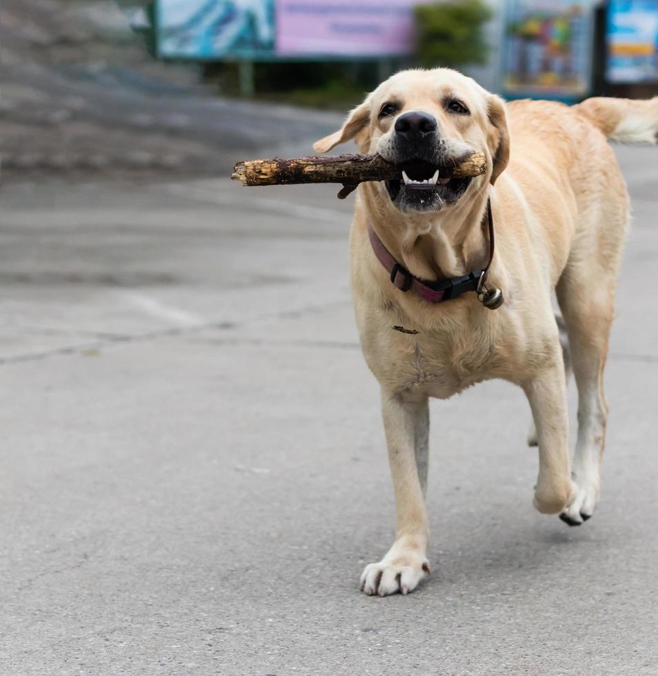 los perros labrador corren con ramas. foto