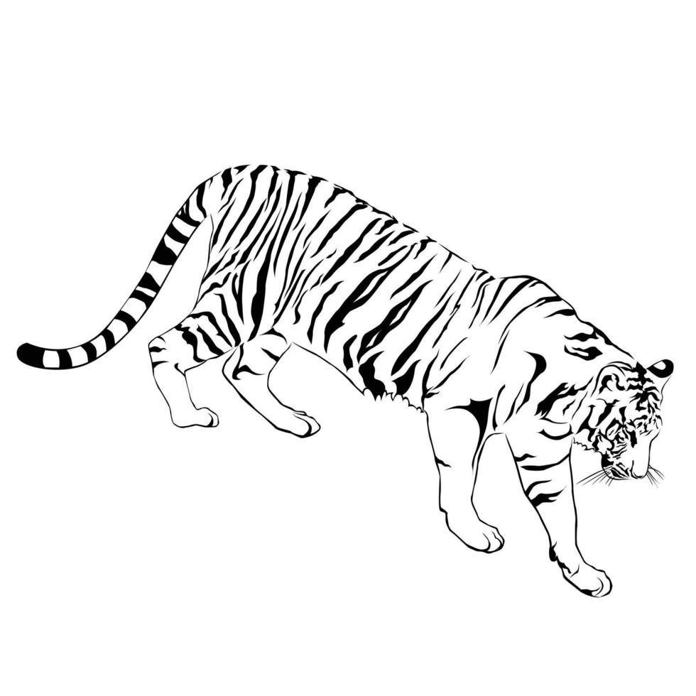 Tiger walking stride. Victor vector