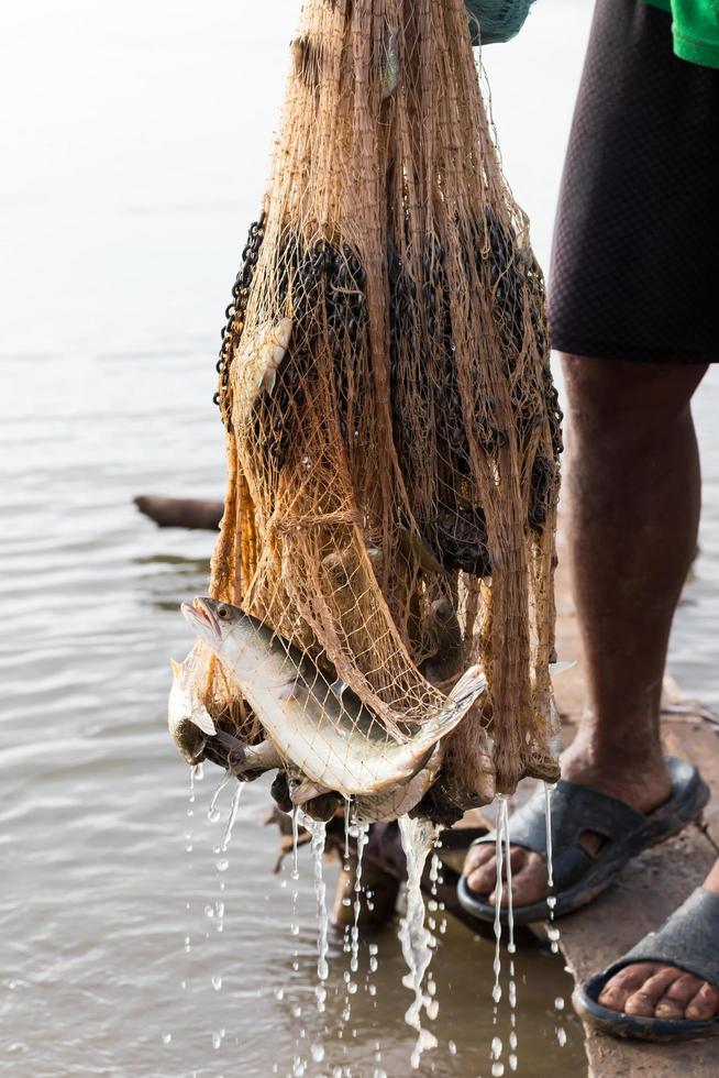 muchos peces en la malla cerca de las piernas. foto