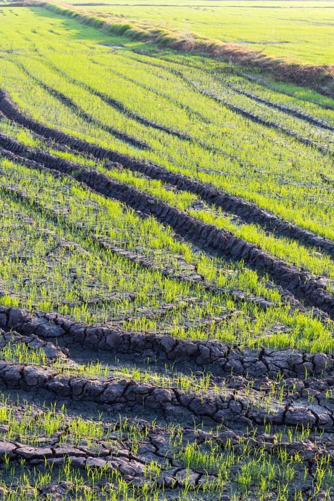 Trace the wheels to the green rice fields. photo