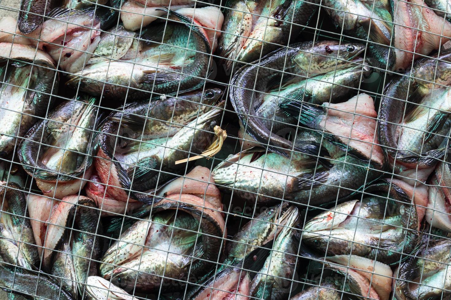 Fresh Snake Fish in Wire Grid. photo