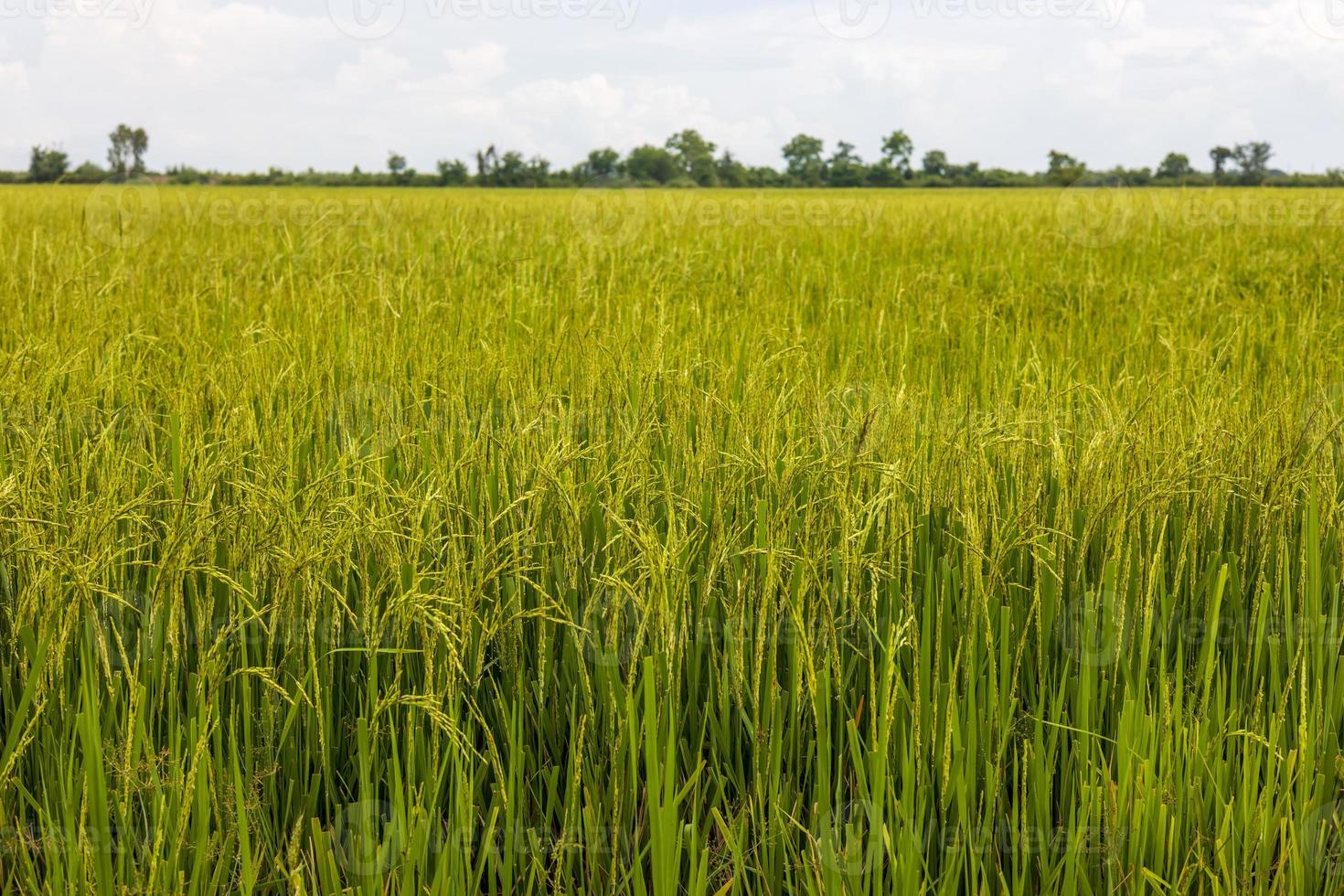 The background of the fertile grains of which the tips of the leaves have been cut off. photo