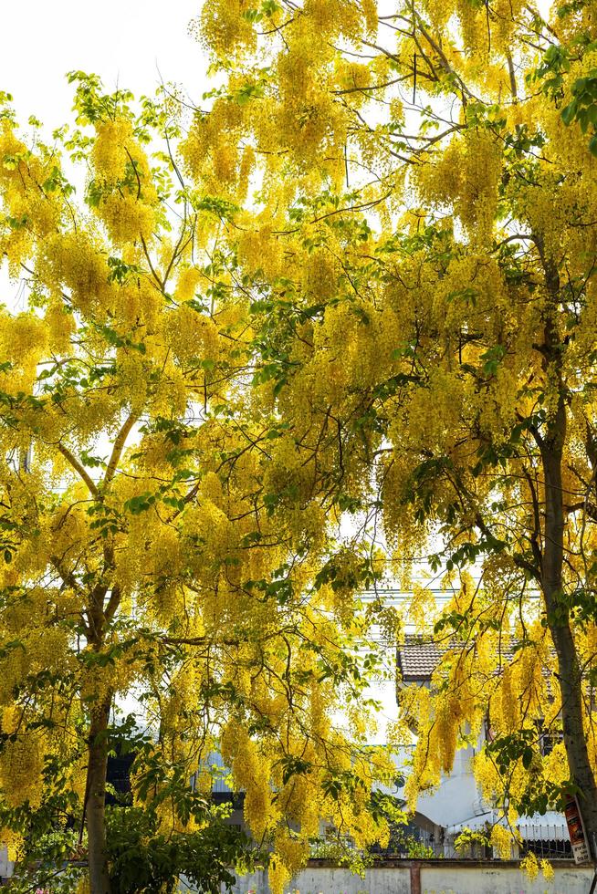 cassia fistula, árbol de lluvia dorada, que tiene hermosas flores amarillas. foto