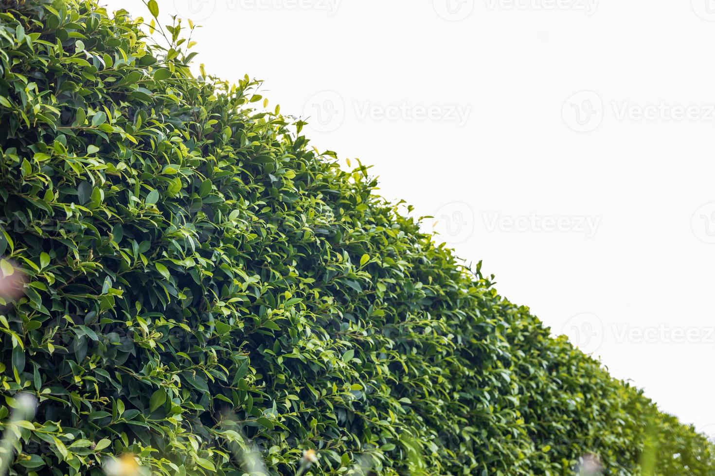 una vista de primer plano en ángulo bajo de una cerca de muchos follajes verdes frescos. foto