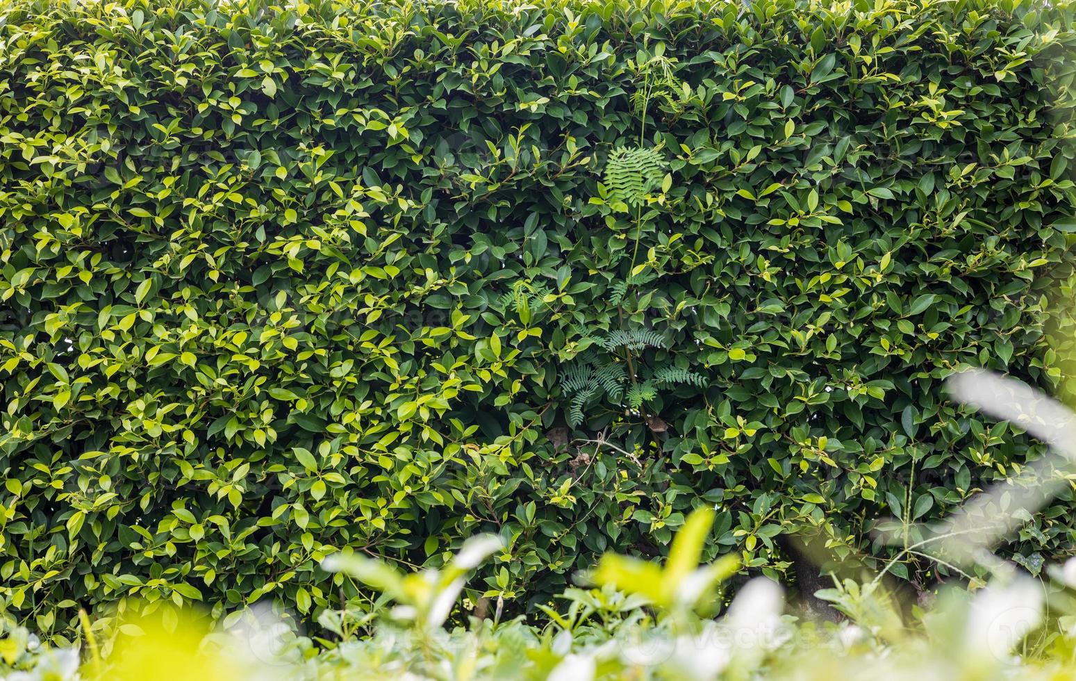 A close-up low angle view of a fence of many fresh green foliage. photo