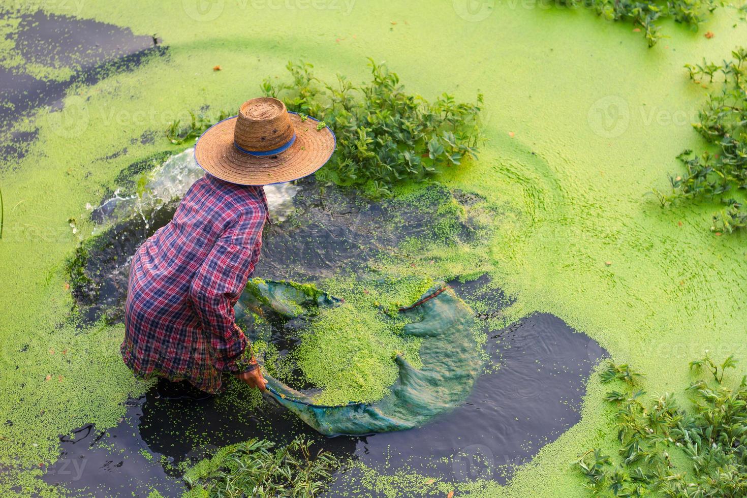 por encima de las lentejas de agua del agricultor. foto