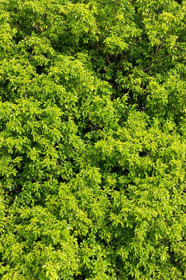 Green leaves above many. photo