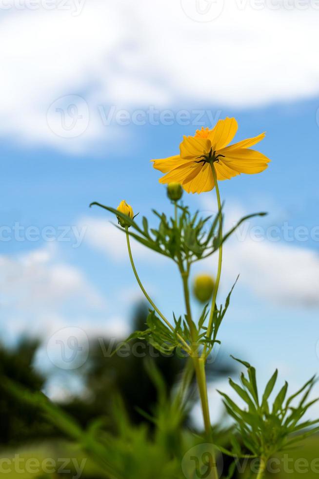 Low angle yellow flowers Cosmos. photo