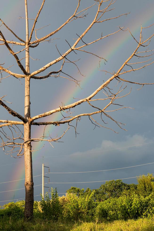 ramas de árboles muertos con nubes nubladas y de lluvia. foto