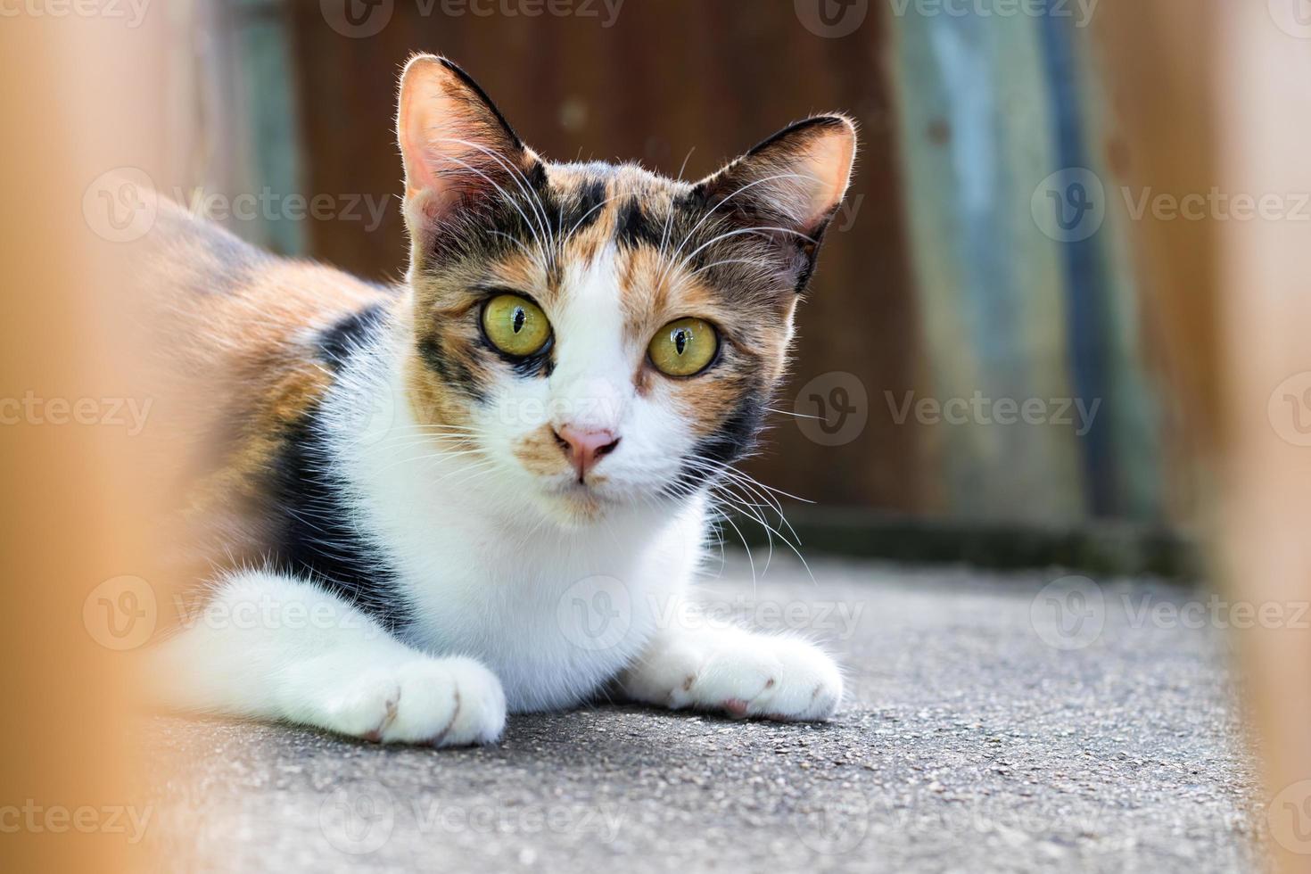 Three-color cat face staring. photo