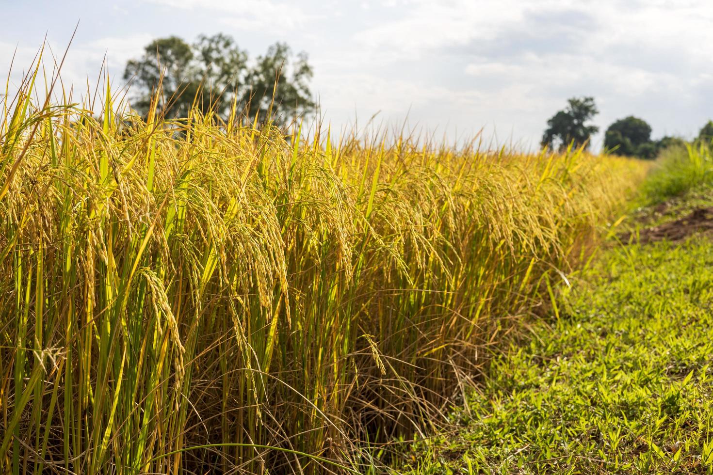 Low view, fertile, ripe yellow grains waiting to be harvested. photo