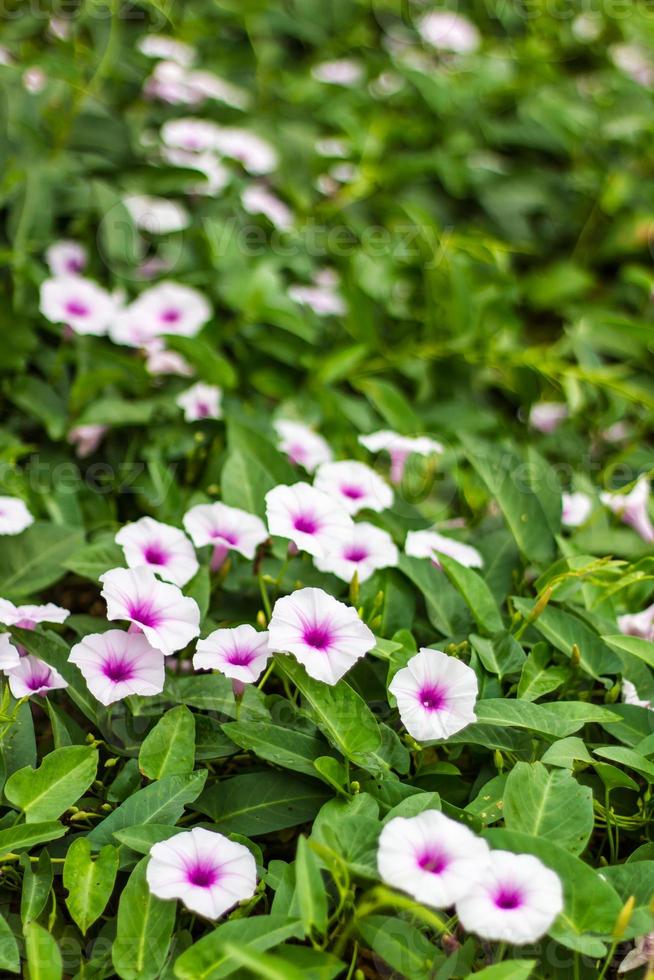 Purple and white morning glory flower. photo