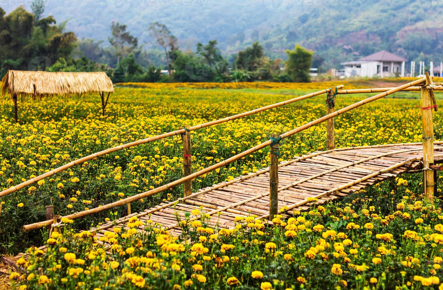 Bamboo bridge calendula. photo
