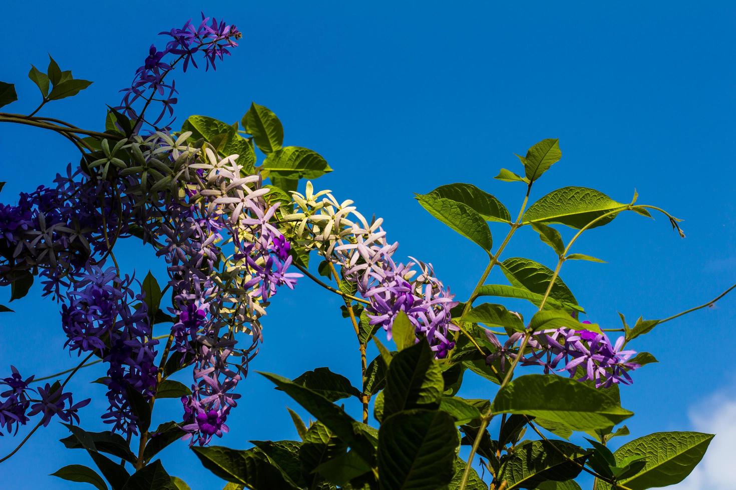 Petrea, kohautiana beautiful. photo