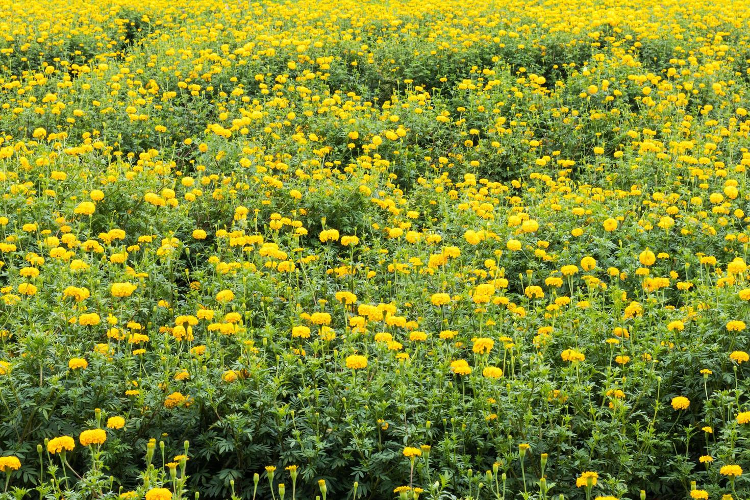 Many yellow marigolds. photo