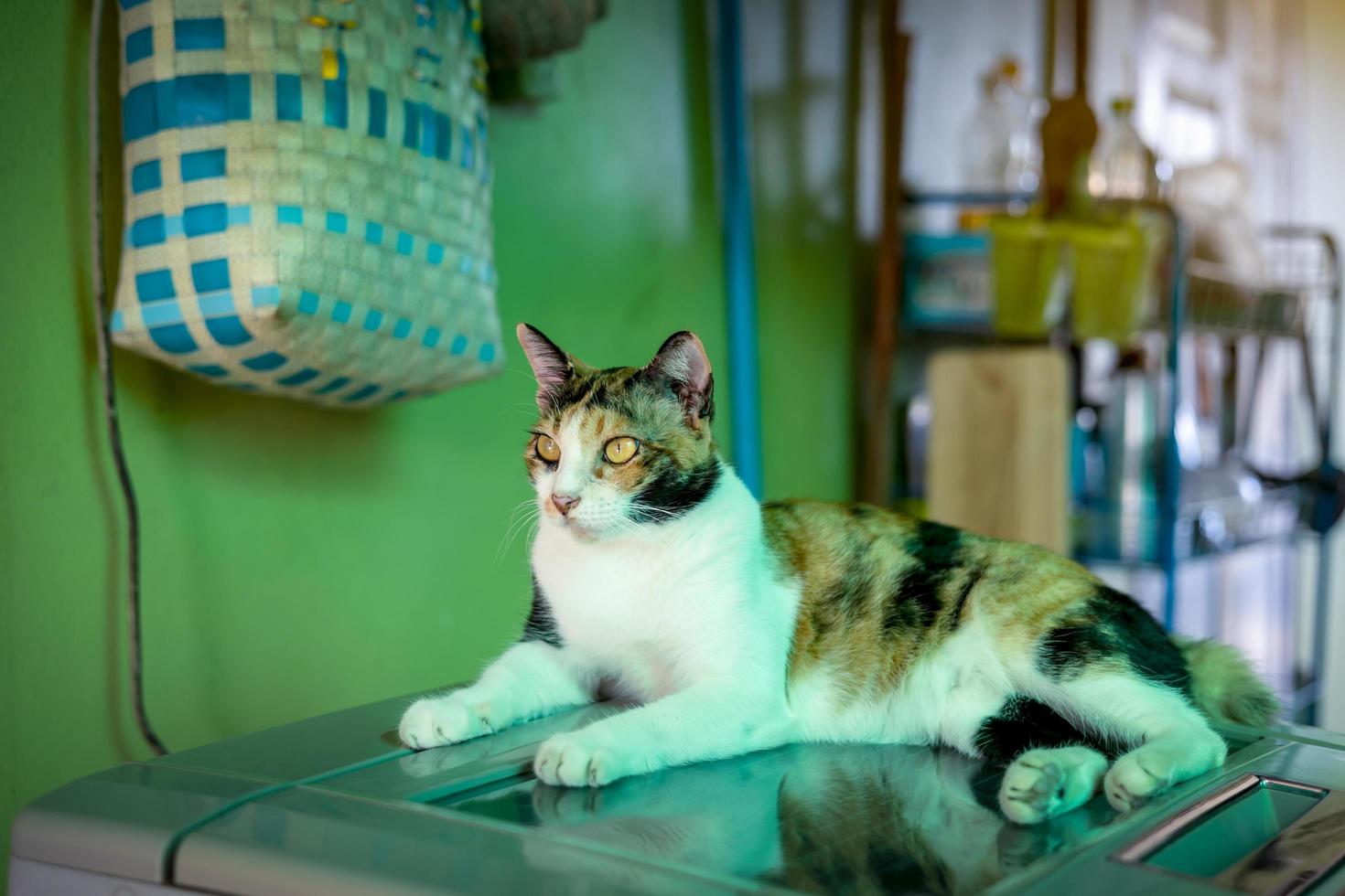 una vista de primer plano de un gato tailandés con un patrón tricolor acurrucado cómodamente. foto