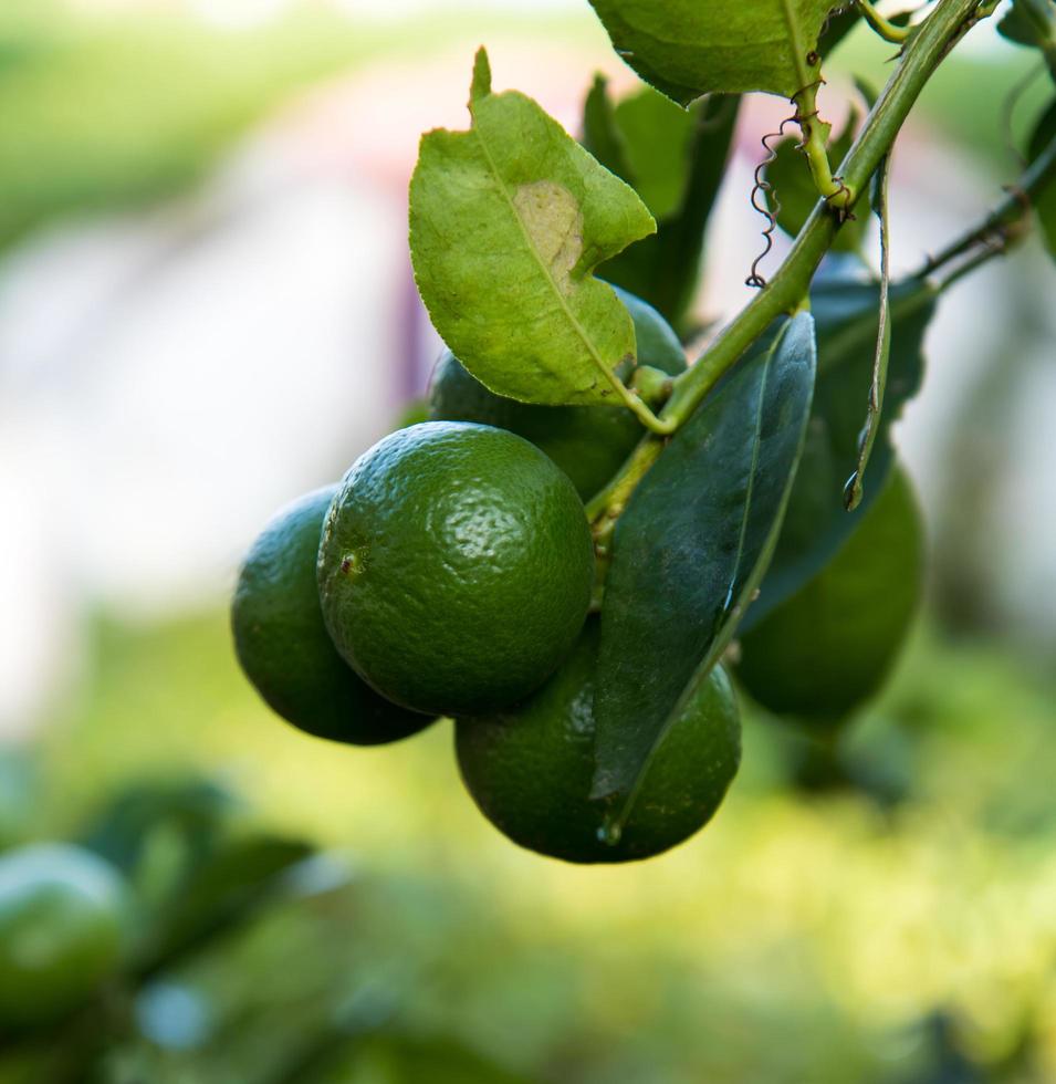 Lime green background blur. photo