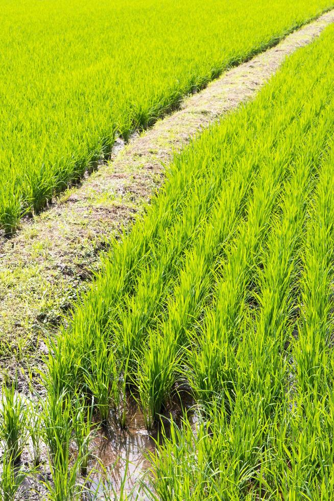 Rice green leaves with berms. photo