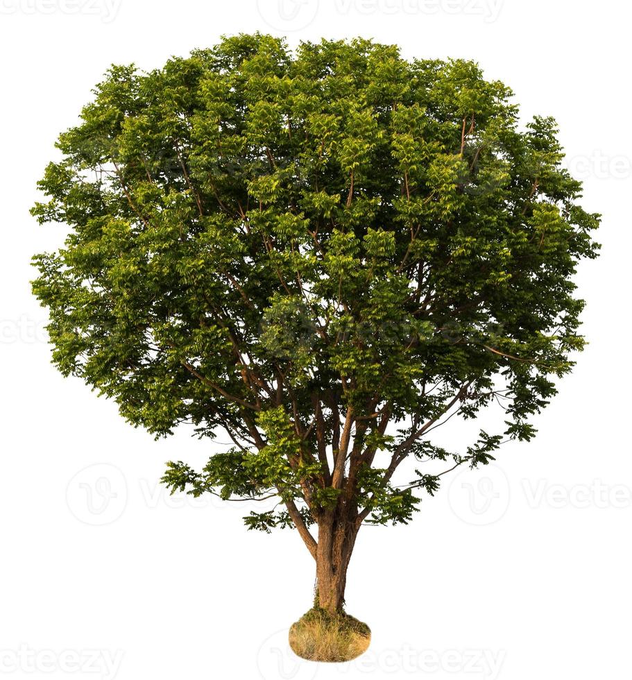 aislar el árbol de neem. foto