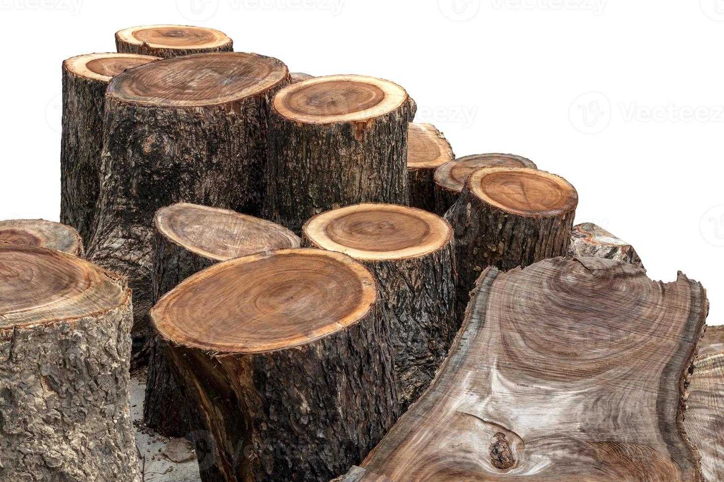 Isolate stumps of many rainforests. photo