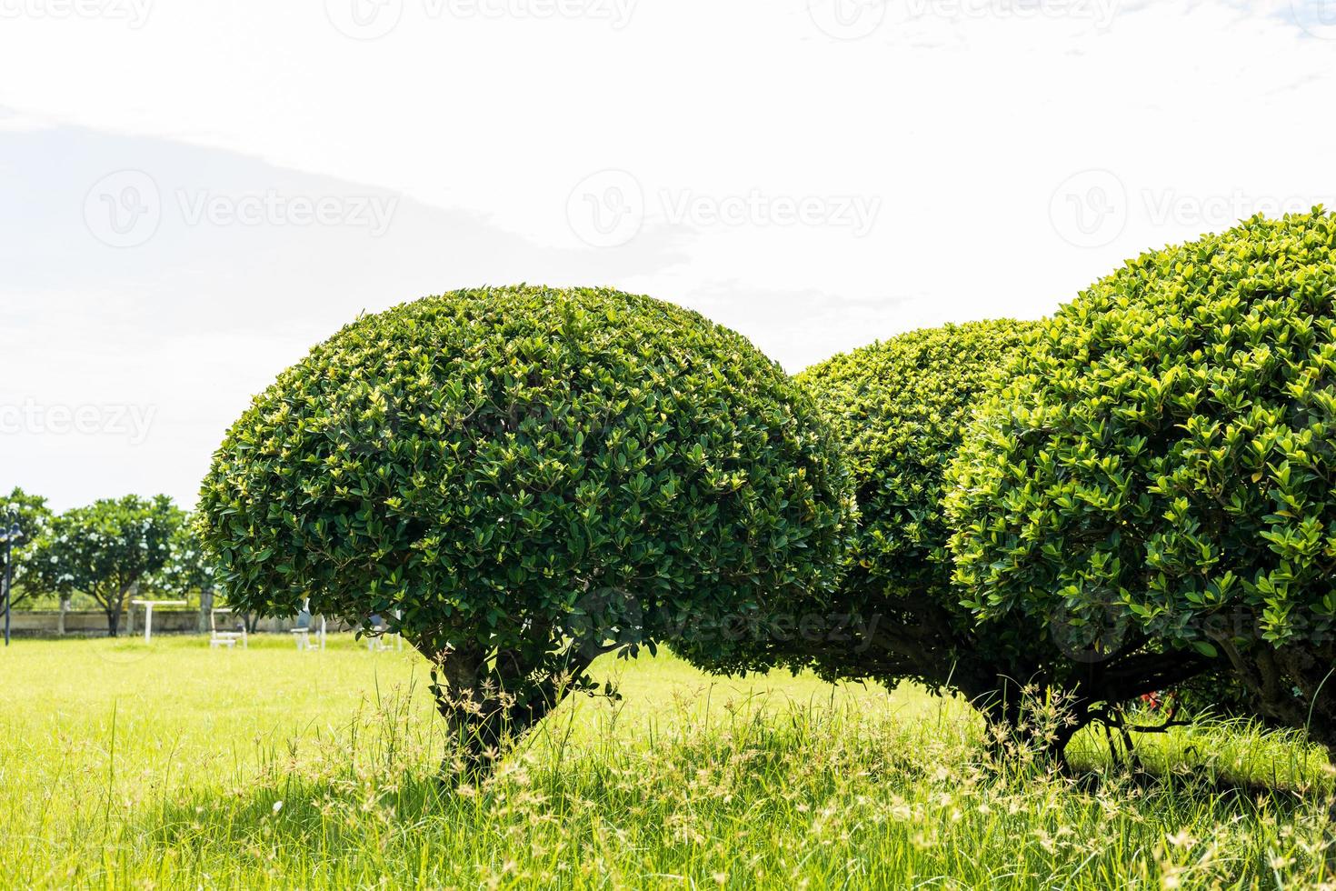 Low angle spherical bush on the grass in the park. photo