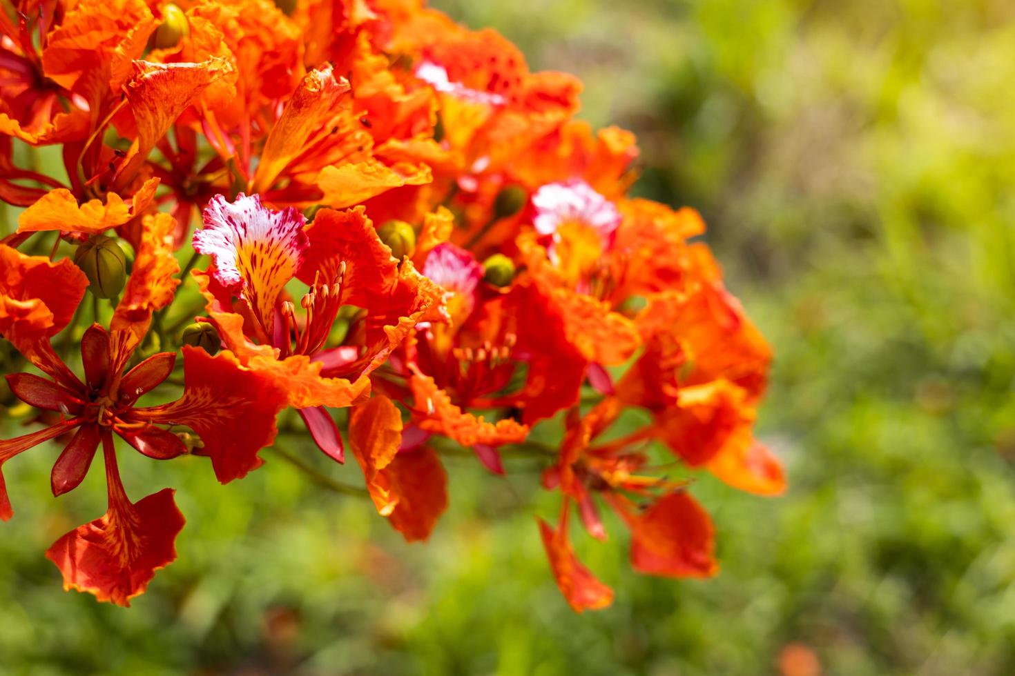 Flam-boyant, The Flame Tree, Royal Poinciana. photo