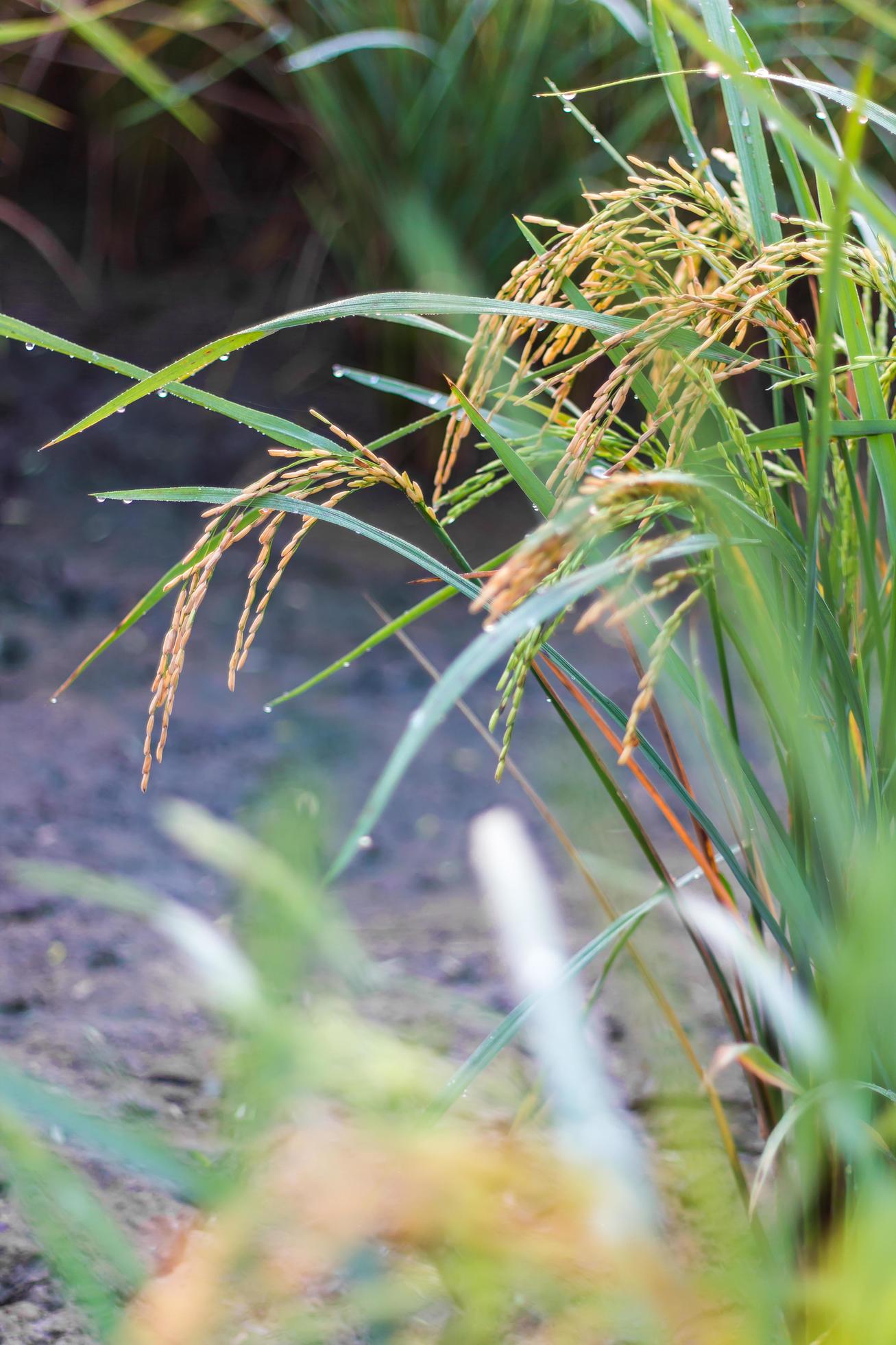 Closegrain rice yellow light. 7559711 Stock Photo at Vecteezy